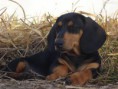 /album/galeria-de-fotos1/cachorro-basse-jpg/
